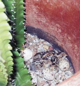 baby quail in pot